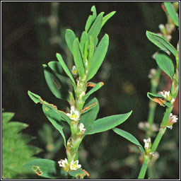 Knotgrass, Polygonum aviculare