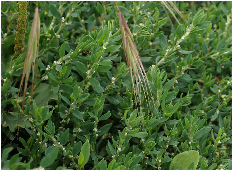 Knotgrass, Polygonum aviculare