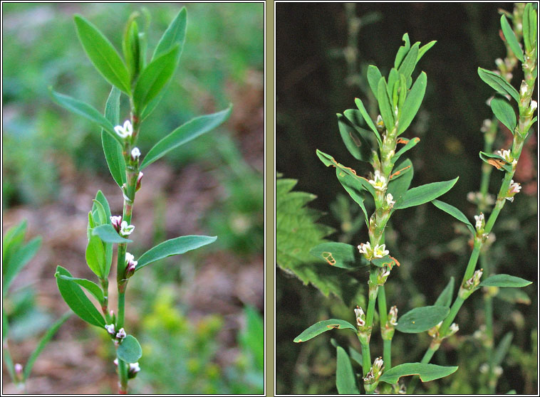 Knotgrass, Polygonum aviculare