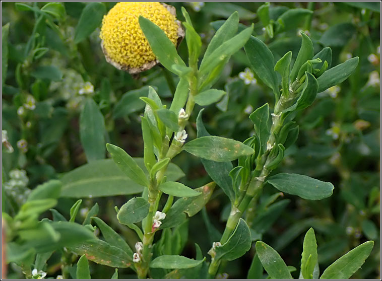 Knotgrass, Polygonum aviculare