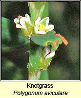 Knotgrass, Polygonum aviculare