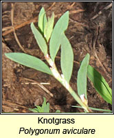 Knotgrass, Polygonum aviculare