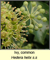 Ivy, common, Hedera helix