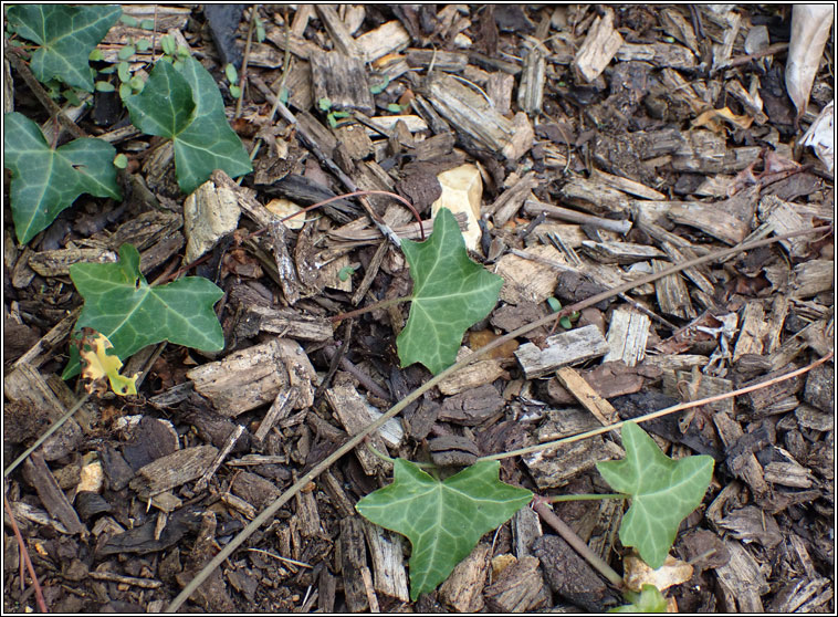 Common Ivy, Hedera helix sens strict