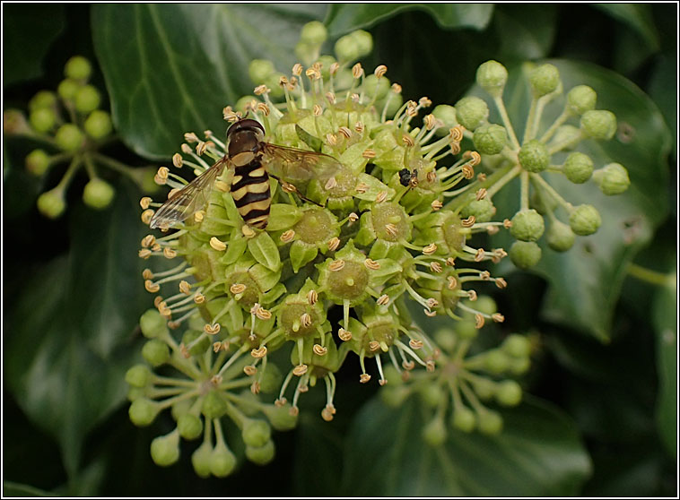 Common Ivy, Hedera helix sens strict