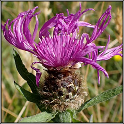 Common Knapweed (var), Centaurea nigra var radiata