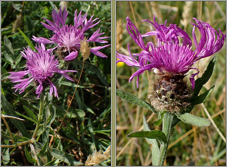 Common Knapweed (var), Centaurea nigra var radiata