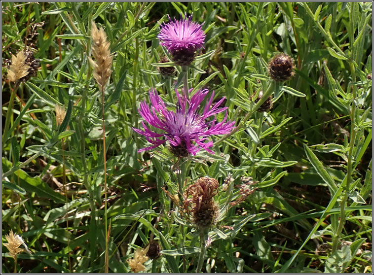 Common Knapweed (var), Centaurea nigra var radiata