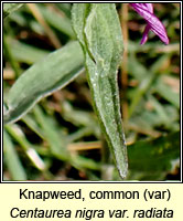 Knapweed, common (var), Centaurea nigra var radiata