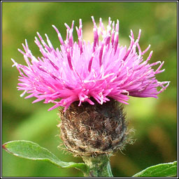 Common Knapweed, Centaurea nigra