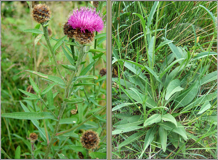 Common Knapweed, Centaurea nigra