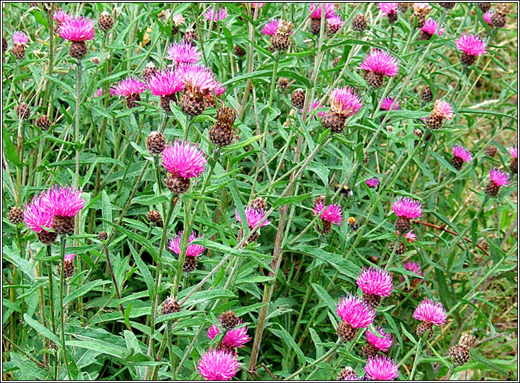 Common Knapweed, Centaurea nigra