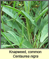 Knapweed, common, Centaurea nigra