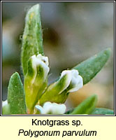 Knotgrass sp, Polygonum parvulum