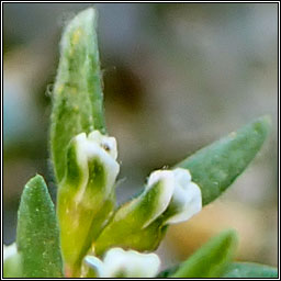 Knotgrass sp, Polygonum parvulum