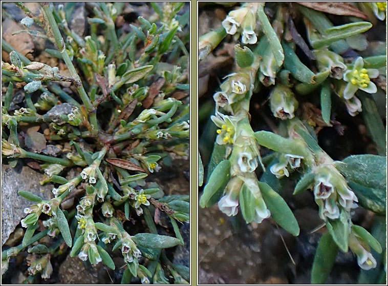 Knotgrass sp, Polygonum parvulum