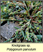 Knotgrass sp, Polygonum parvulum