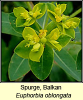 Spurge, Balkan, Euphorbia oblongatas