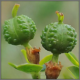 Balkan Spurge, Euphorbia oblongata