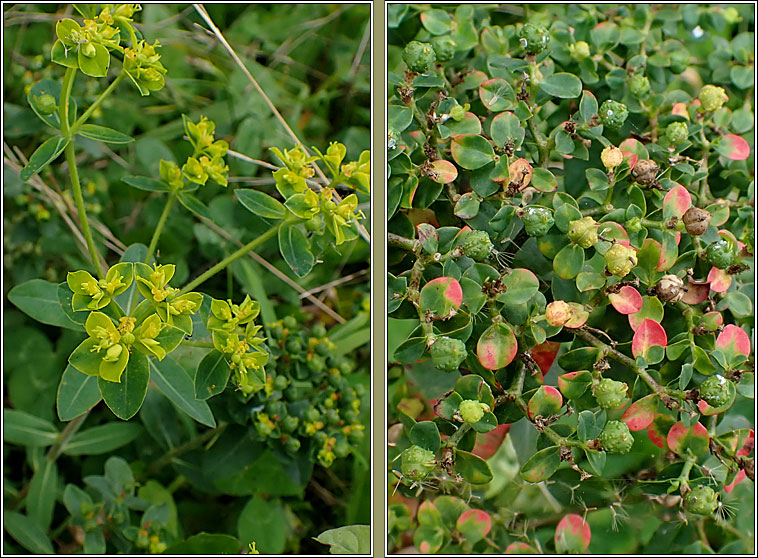 Balkan Spurge, Euphorbia oblongata