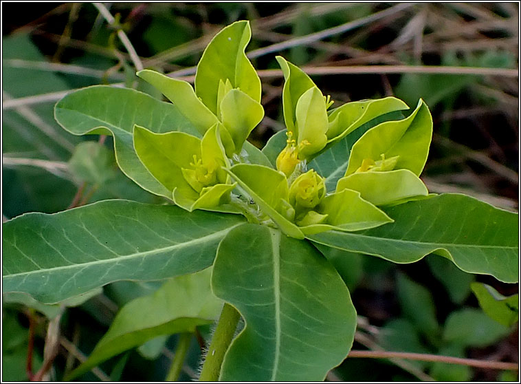 Balkan Spurge, Euphorbia oblongata