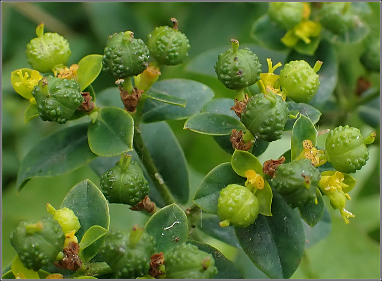 Balkan Spurge, Euphorbia oblongata