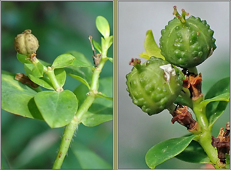 Balkan Spurge, Euphorbia oblongata