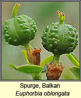 Spurge, Balkan, Euphorbia oblongata