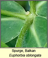 Spurge, Balkan, Euphorbia oblongata
