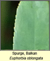 Spurge, Balkan, Euphorbia oblongata