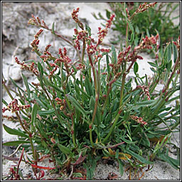 Sheep's Sorrel, Rumex acetosella