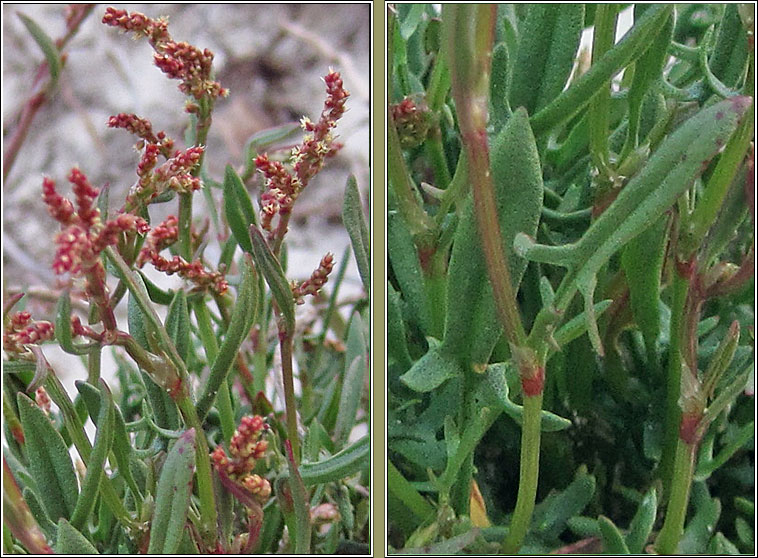 Sheep's Sorrel, Rumex acetosella