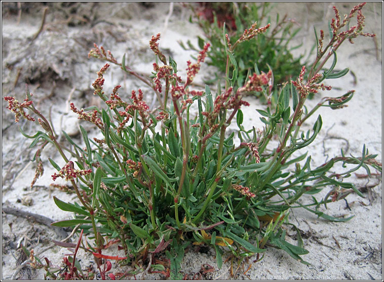 Sheep's Sorrel, Rumex acetosella