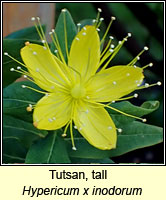 Tutsan, tall, Hypericum x inodorum