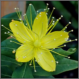 Tall Tutsan, Hypericum x inodorum