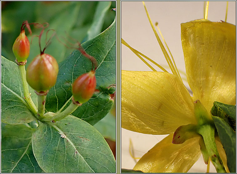 Tall Tutsan, Hypericum x inodorum