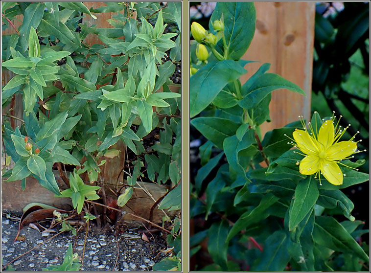 Tall Tutsan, Hypericum x inodorum