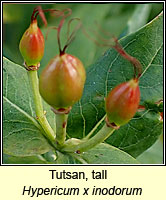 Tutsan, tall, Hypericum x inodorum