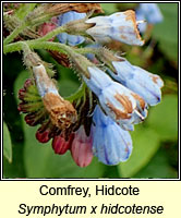 Comfrey, Hidcote, Symphytum x hidcotense