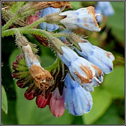 Hidcote Comfrey, Symphytum x hidcotense