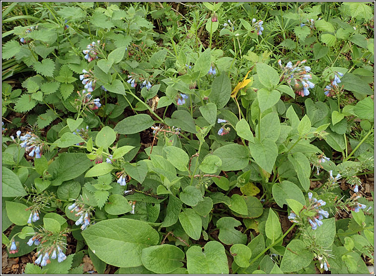 Hidcote Comfrey, Symphytum x hidcotense