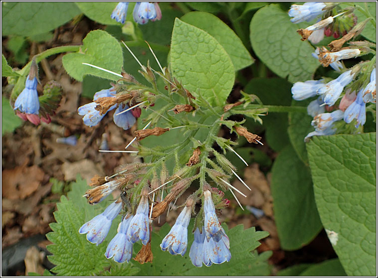 Hidcote Comfrey, Symphytum x hidcotense