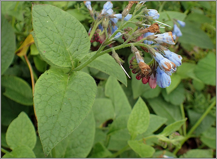 Hidcote Comfrey, Symphytum x hidcotense