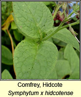 Comfrey, Hidcote, Symphytum x hidcotense