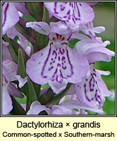 Dactylorhiza  grandis, Common spotted-orchid x Southern Marsh-orchid