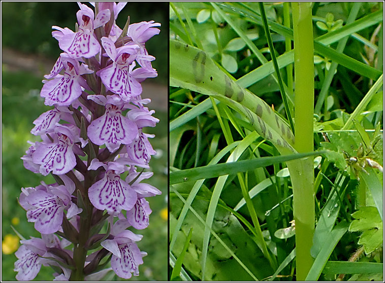 Dactylorhiza  grandis