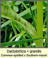 Dactylorhiza  grandis, Common spotted-orchid x Southern Marsh-orchid