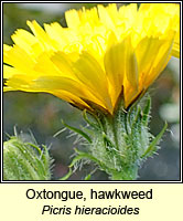 Oxtongue, hawkweed, Picris hieracioides