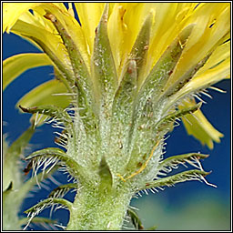 Hawkweed Oxtongue, Picris hieracioides