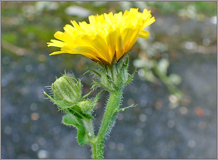 Hawkweed Oxtongue, Picris hieracioides